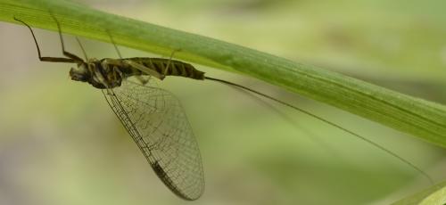 Ecdyonurus insignis